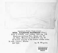 Lophium mytilinum image